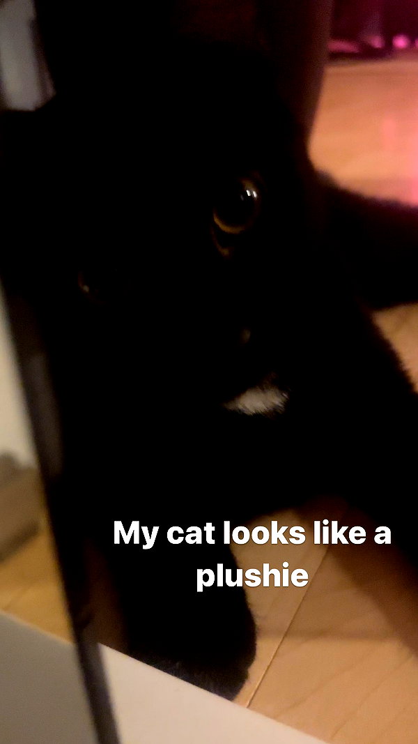 sylindathecat instagram image archive image
