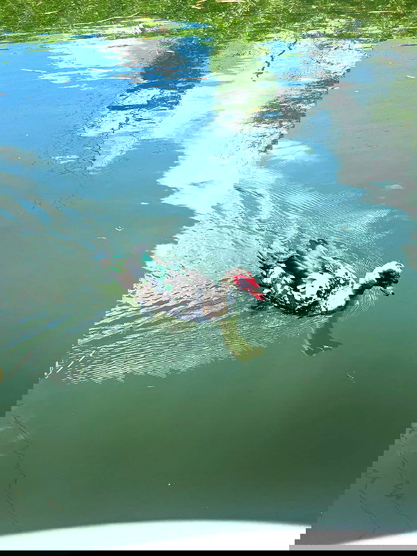 mosssaico mosssaico archive image