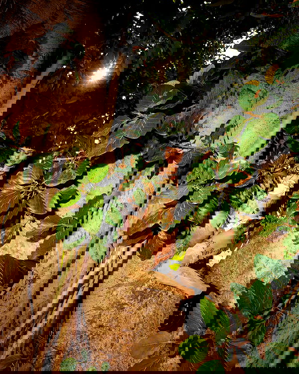 strawberryshanz strawberryshanz archive image