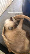 lucychernov Altpins Profile Picture