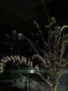 vvelum_ Altpins Profile Picture