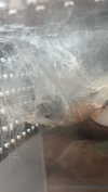 butter.on.a.poptart69 Altpins Profile Picture