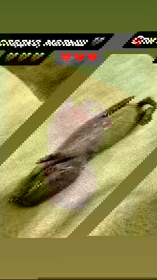 nyityam nyityam archive image