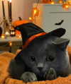 firedancer121 Altpins Profile Picture