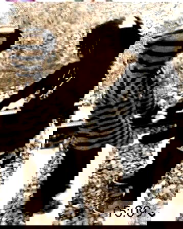 missnyxdawn missnyxdawn archive image