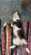 ronyida_ Altpins Profile Picture