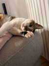 cata.leyah Altpins Profile Picture