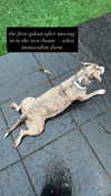iamm3dusa Altpins Profile Picture