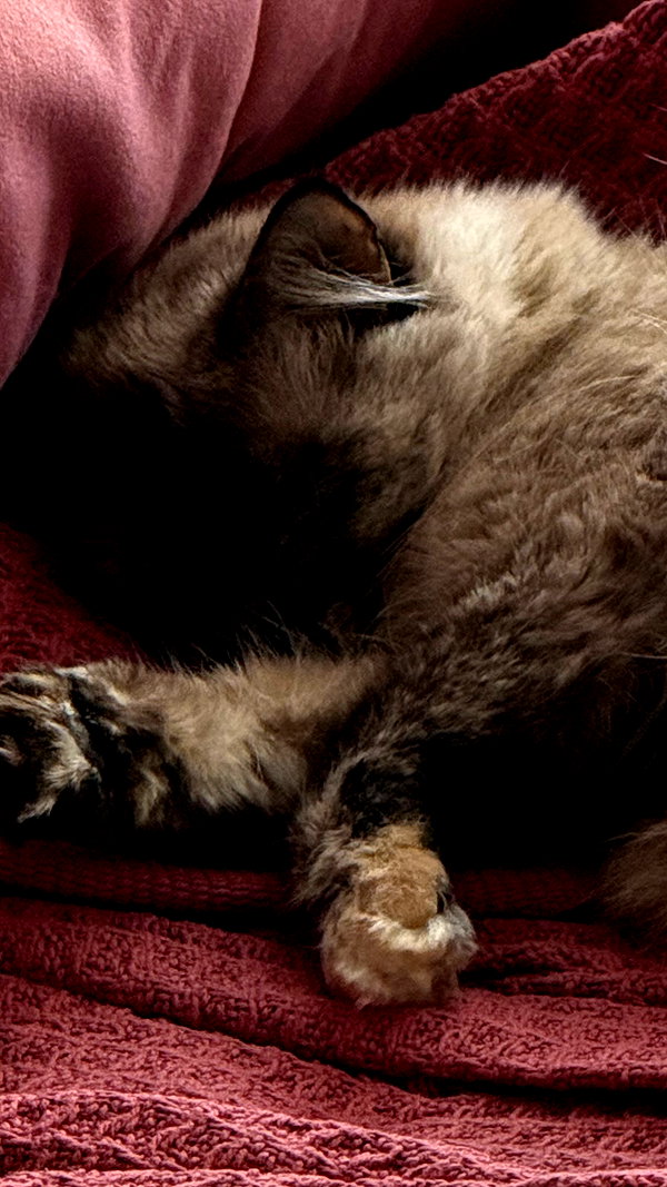 swholeanimal instagram image archive image