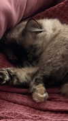 swholeanimal Altpins Profile Picture
