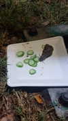 maori_cohen Altpins Profile Picture