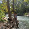 maori_cohen Altpins Profile Picture