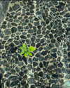 auddk_77 Altpins Profile Picture