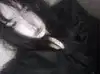 hanfbbae Altpins Profile Picture