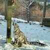 jahia_brown Altpins Profile Picture