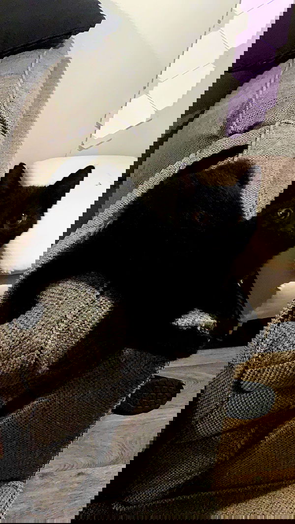 suikomuu suikomuu archive image