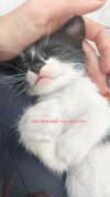 _batzir_haanavim Altpins Profile Picture