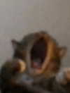 ellaexplicit_ Altpins Profile Picture