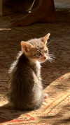 babynympho_archive Altpins Profile Picture