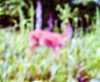 bugz4brainz Altpins Profile Picture