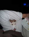 gabimfmoura Altpins Profile Picture