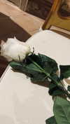 annabottoo Altpins Profile Picture