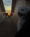 ll.lu1s Altpins Profile Picture