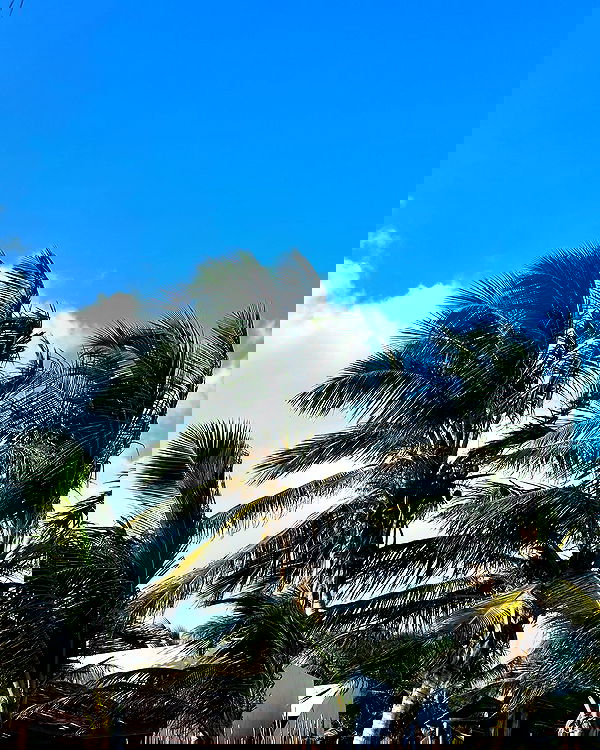 manjolamuriqi manjolamuriqi archive image