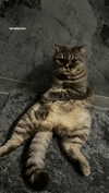 amatveyko Altpins Profile Picture