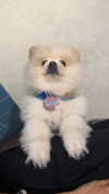rynhanx Altpins Profile Picture