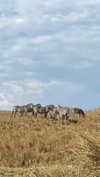 maori_cohen Altpins Profile Picture
