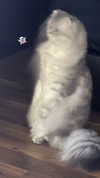 wannabeyourbabygirl Altpins Profile Picture