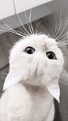 annaemiliaz Altpins Profile Picture