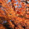 muze Altpins Profile Picture