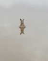 _urbaneva Altpins Profile Picture