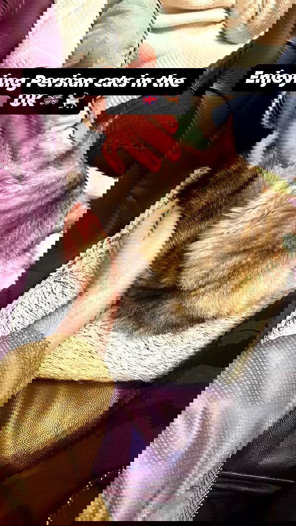 sapir_shemer sapir_shemer archive image