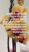 babynympho_archive Altpins Profile Picture