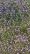 alisen.mari Altpins Profile Picture