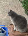 jahia_brown Altpins Profile Picture