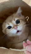 s0meii0 Altpins Profile Picture