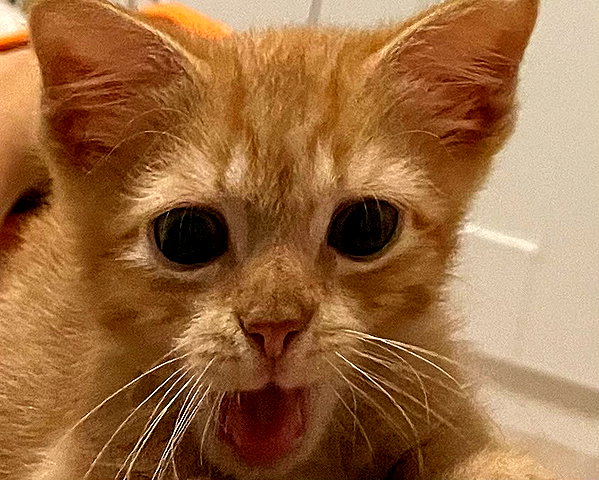 owlydiaa instagram image archive image