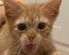 owlydiaa Altpins Profile Picture