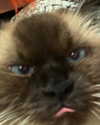 danielle.mercedie Altpins Profile Picture