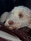 danamrts Altpins Profile Picture