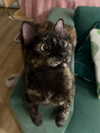 littlemiauwu Altpins Profile Picture