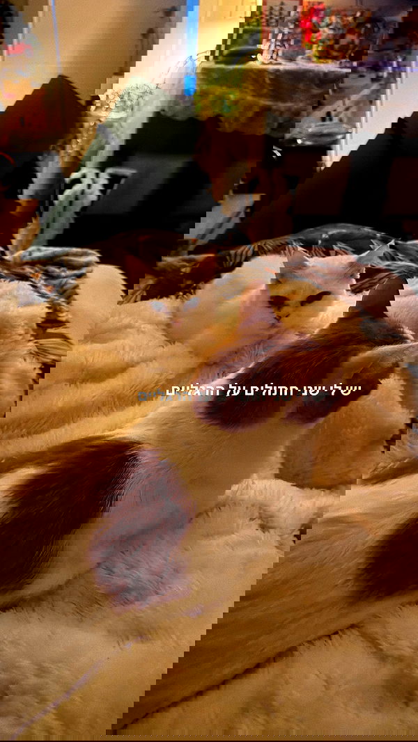 strawberryshanz strawberryshanz archive image