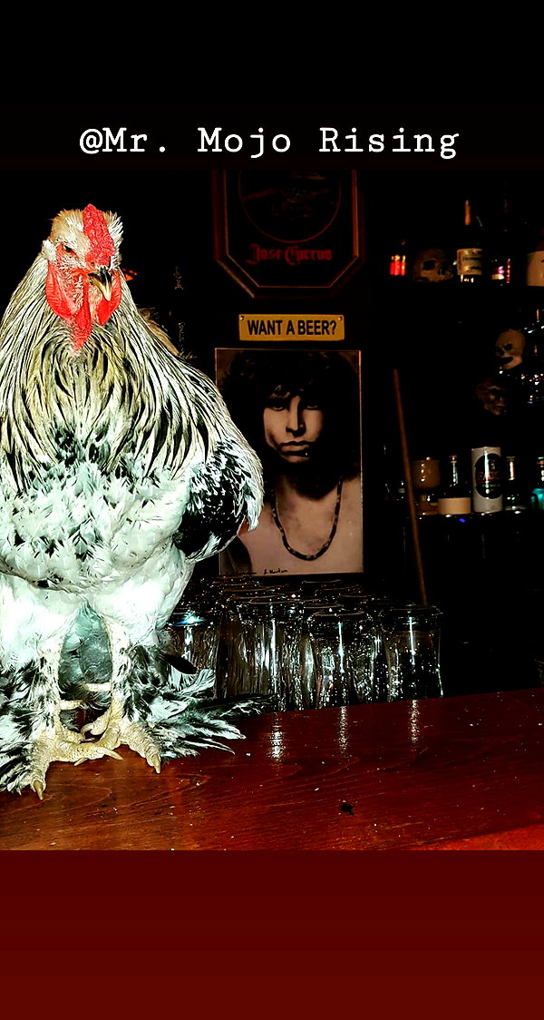 napopo_pub instagram image archive image