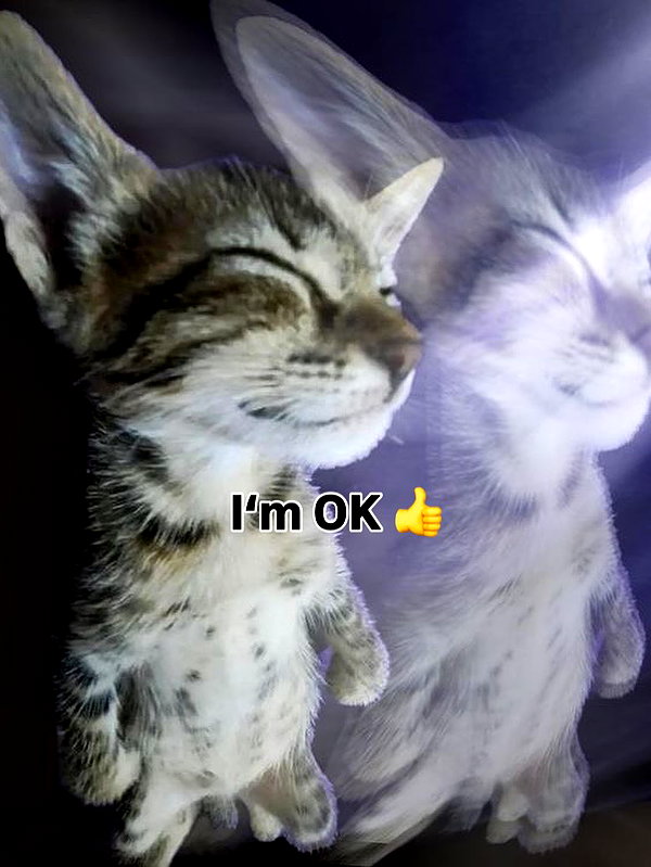 milkibunshehe instagram image archive image