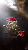 ilanosh Altpins Profile Picture