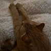 rouxroux.tv Altpins Profile Picture
